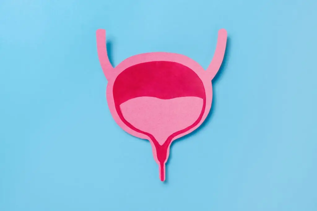 Bladder illustration representing bladder and urinary health conditions