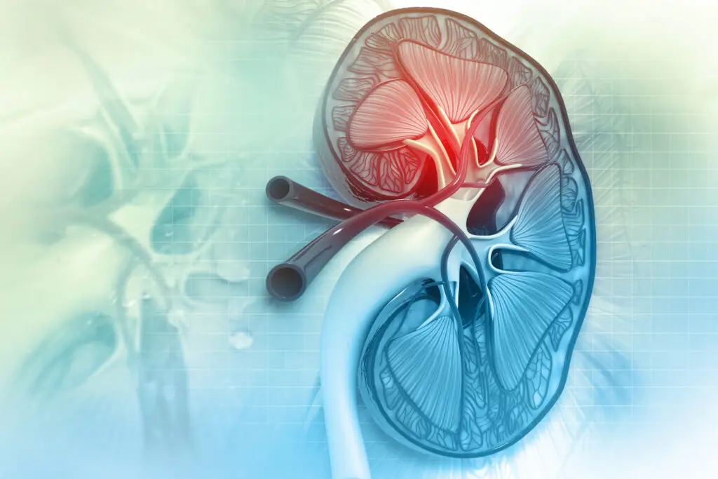 Illustration of kidney anatomy representing assessment and management of kidney cysts, kidney masses, and kidney cancer.